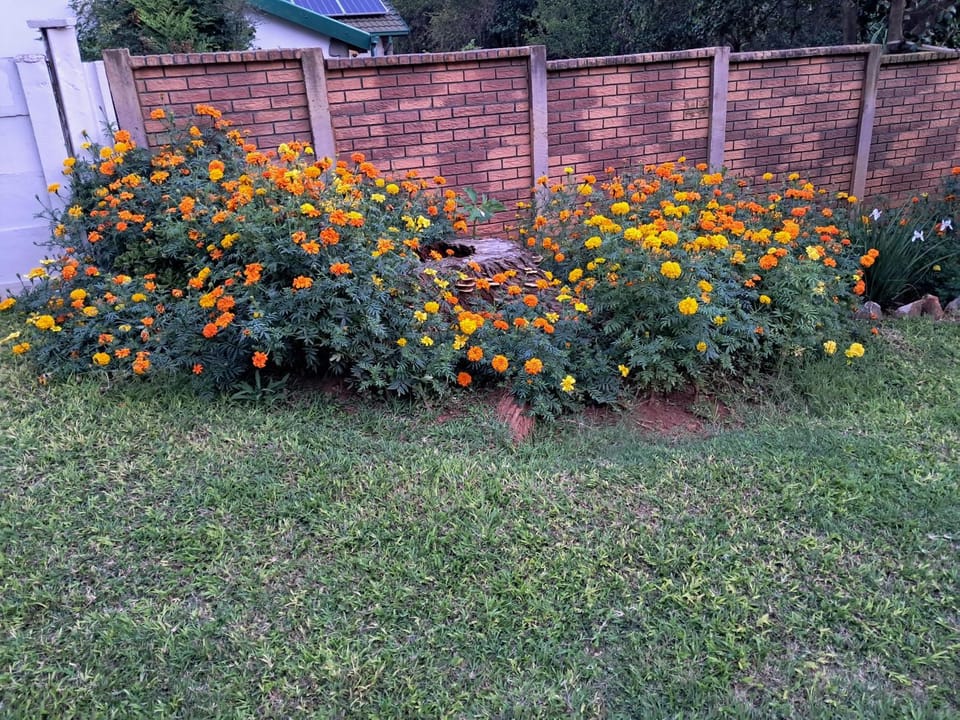 Property building, Garden