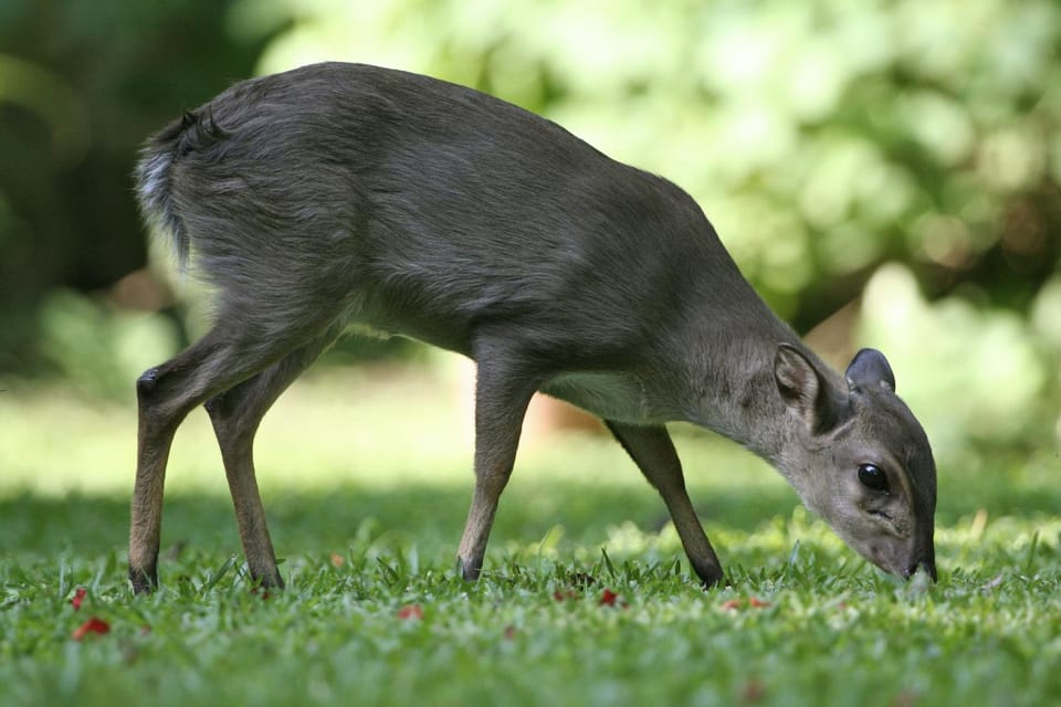 Animals