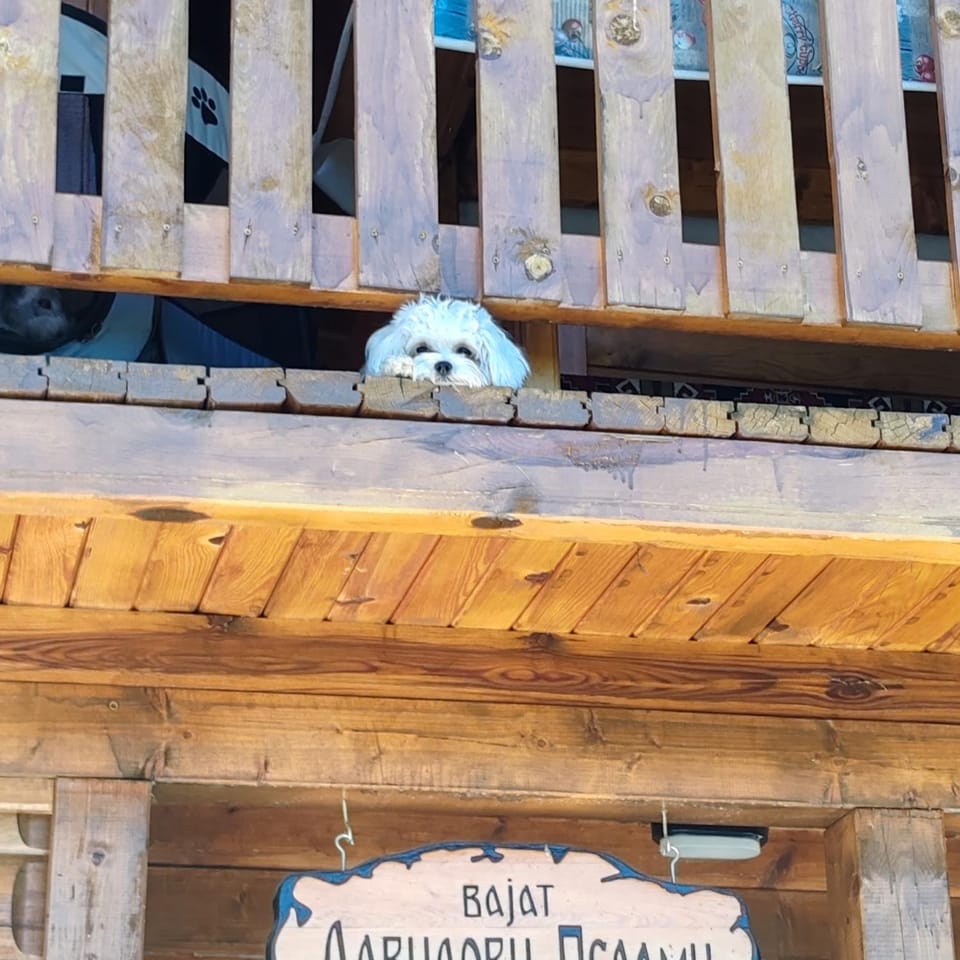 Animals, Animals, Pets, pet friendly, pet friendly