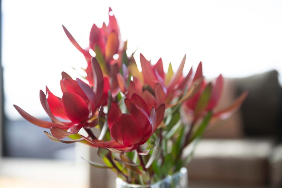 Georges Bay Luxury House in St Helens