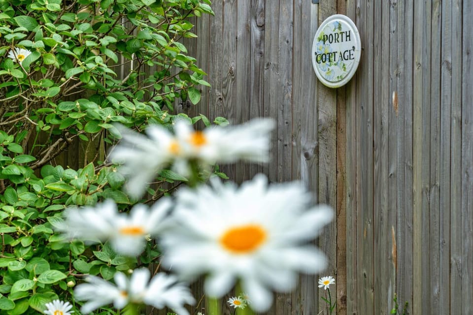 Patio, Garden, Garden view