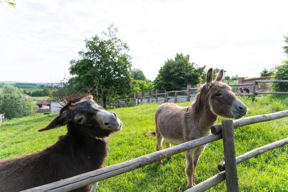 Day, Animals
