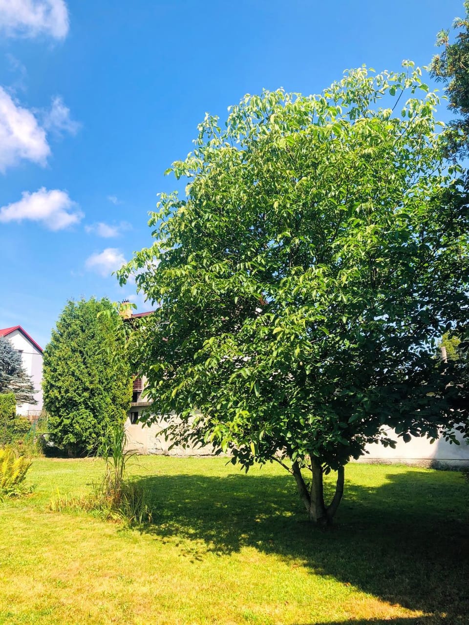 Day, Natural landscape, Summer, Garden, Garden view