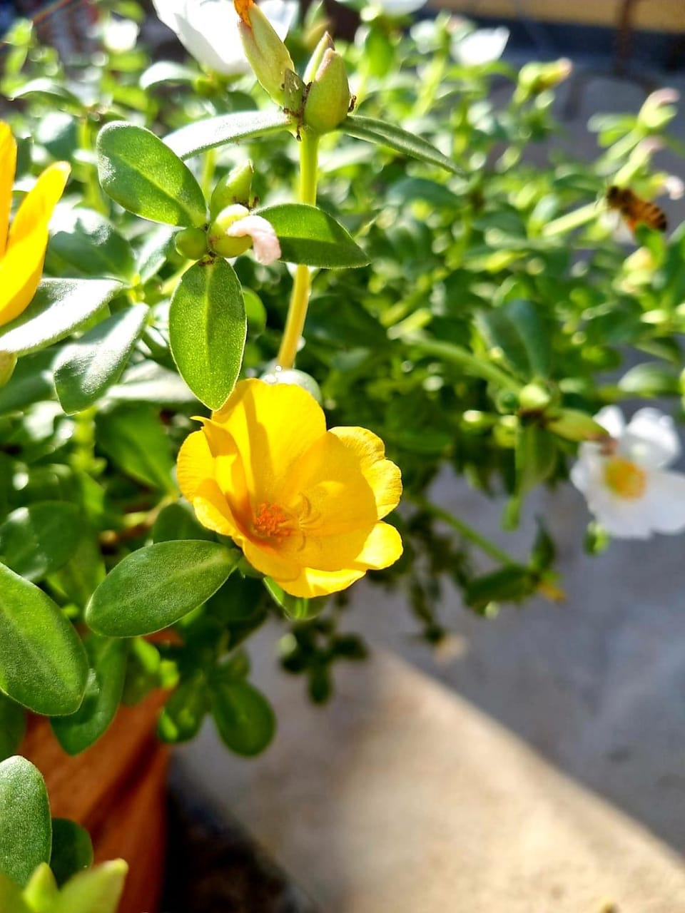 Spring