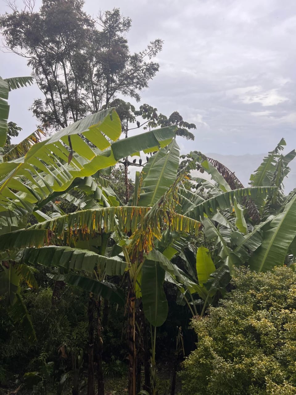 Day, Garden, Garden view