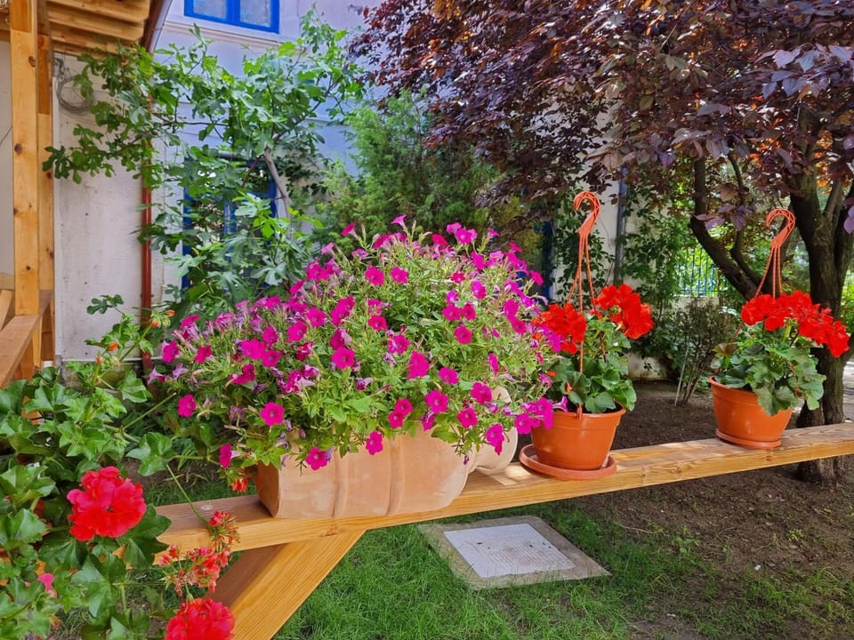 Vila Valeria Bed and Breakfast in Constanța County