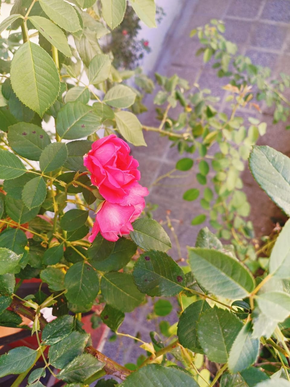 Garden, Garden view