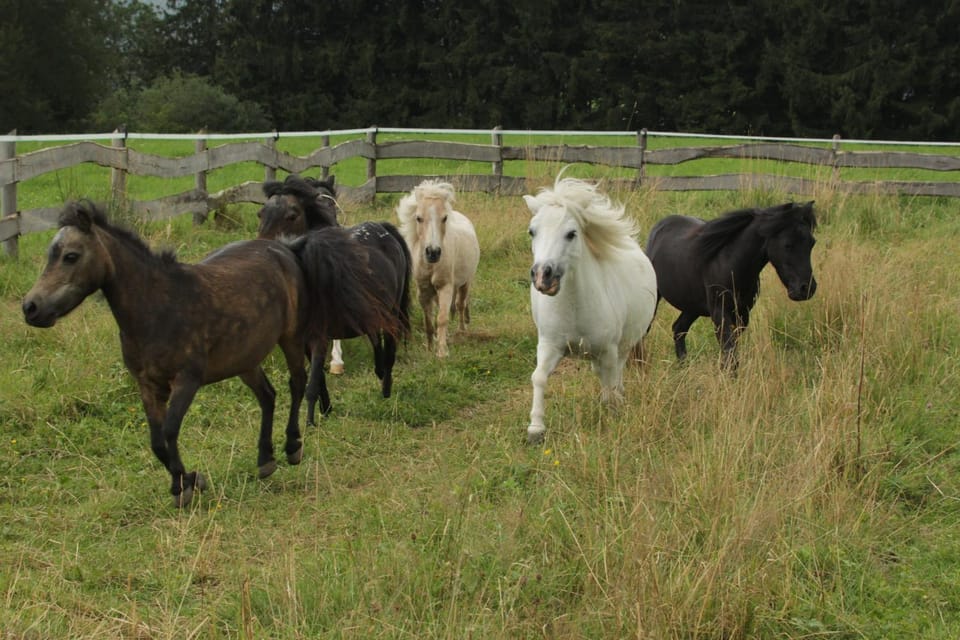 Animals