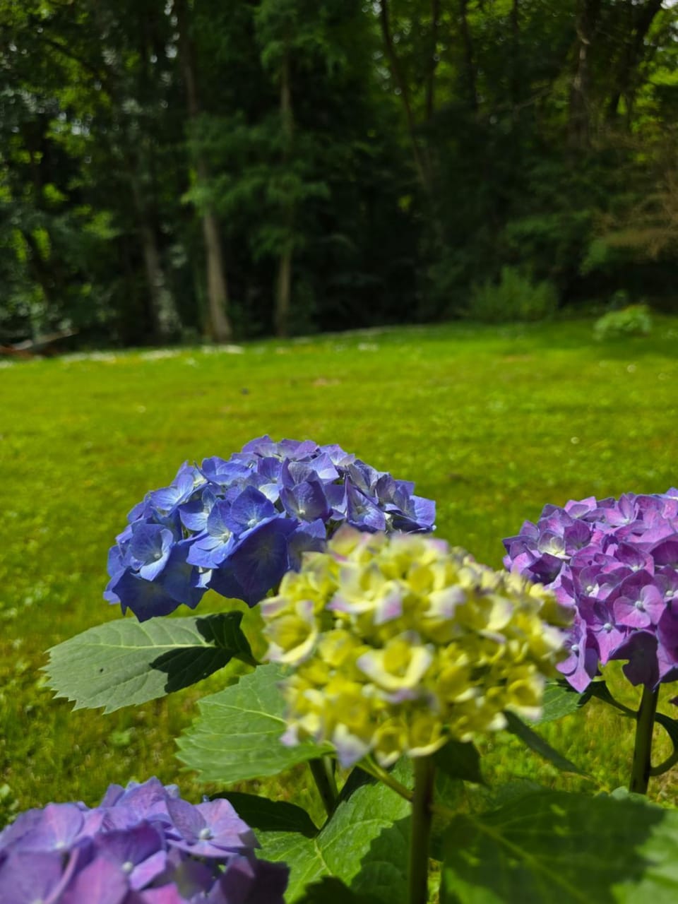 Garden, Garden view