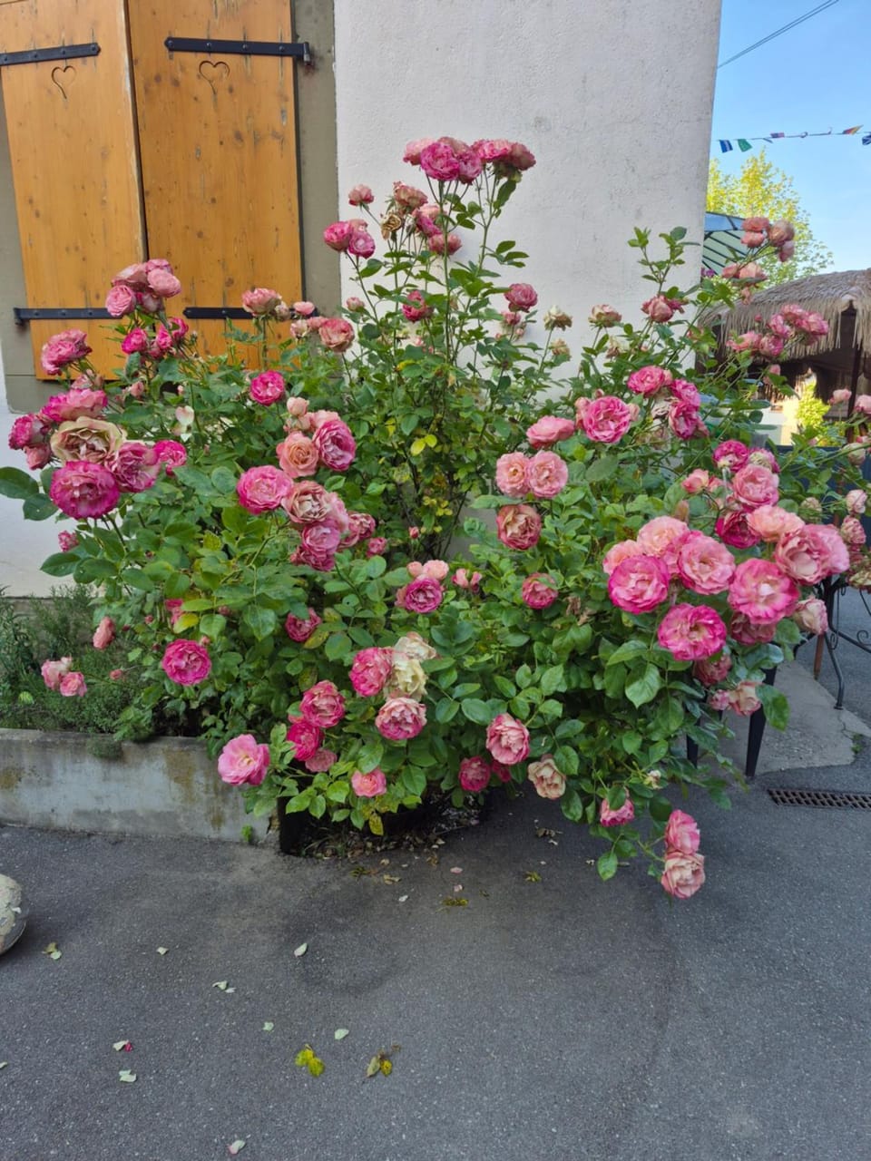 Garden, Garden view