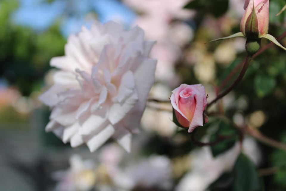 Spring, Garden, Garden view