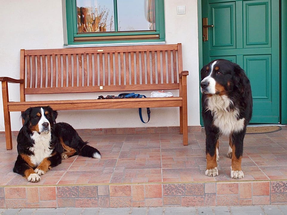 Balcony/Terrace, Pets