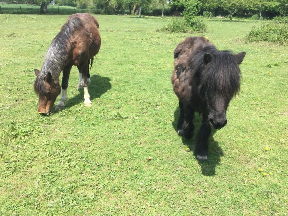Garden, Animals