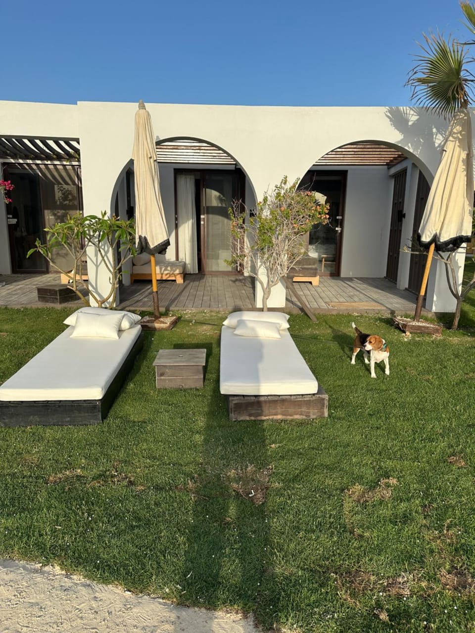 Garden, Pets, Garden view, sunbed