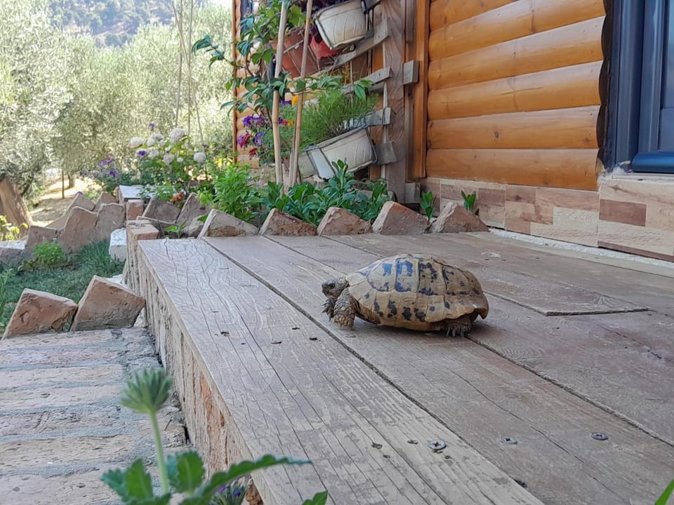 Day, Balcony/Terrace, Animals