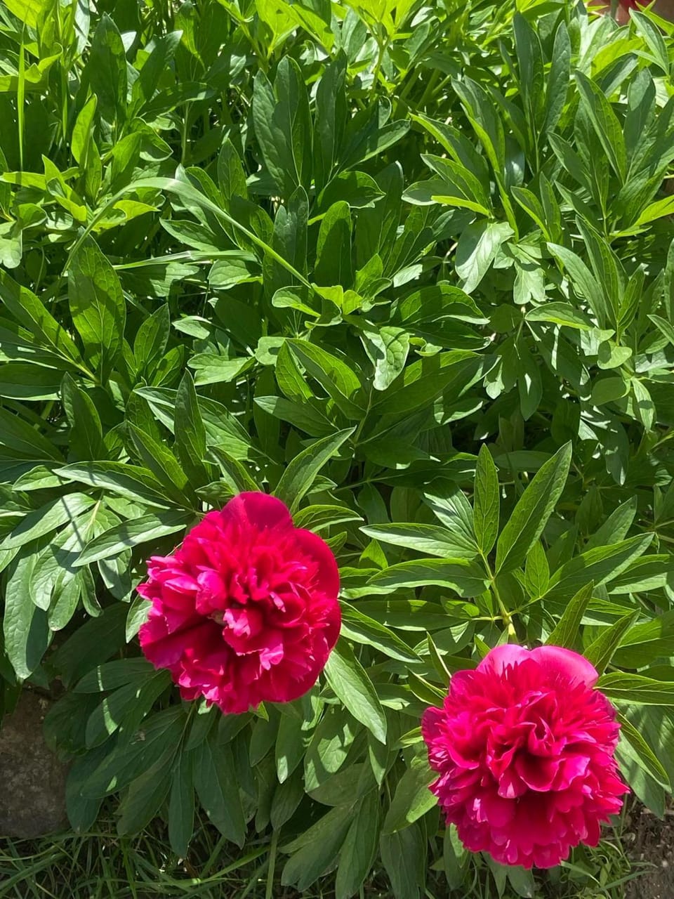 Garden, Garden, Garden view