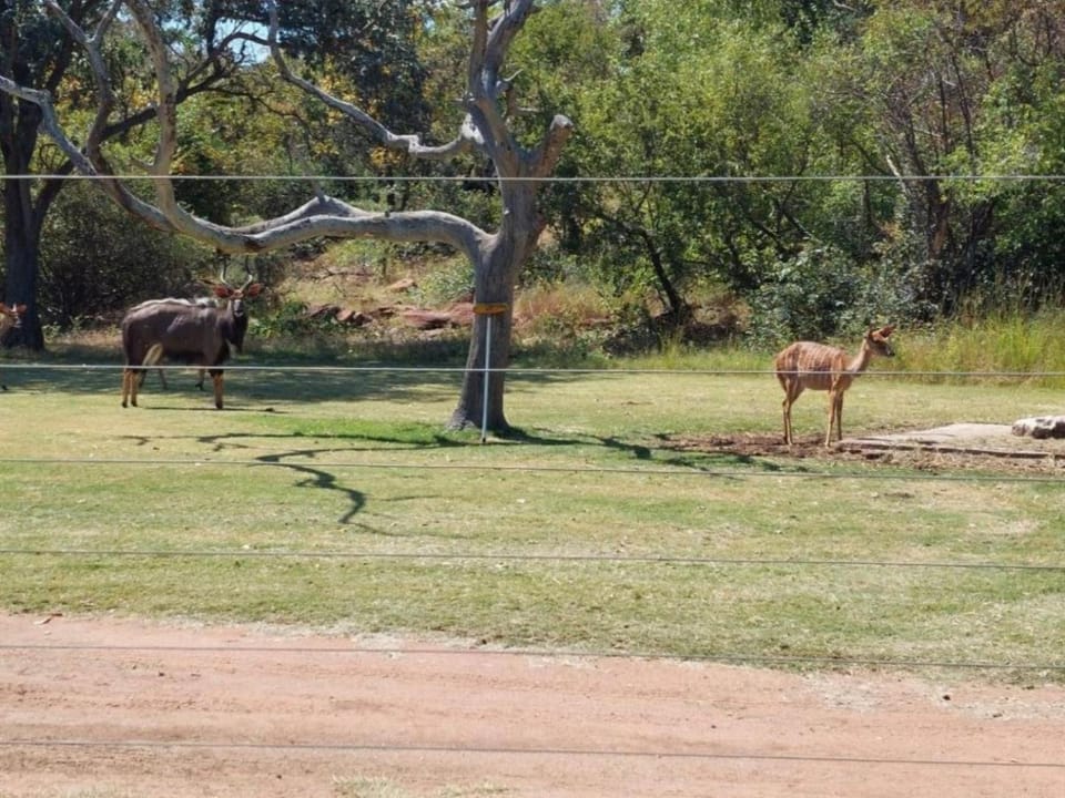 Natural landscape, Animals