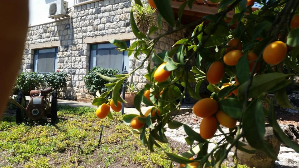 Spring, Day, Garden, On site, Garden view, Garden view
