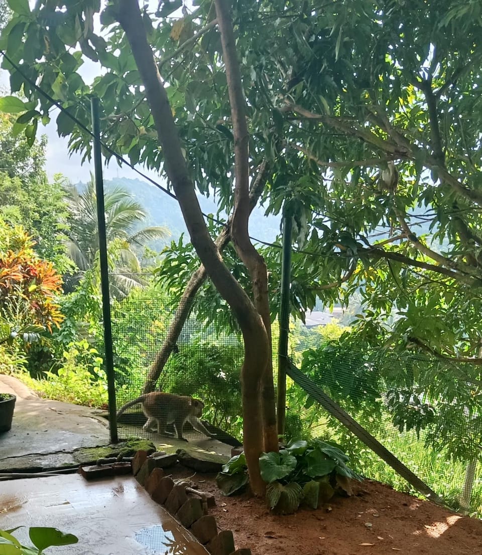 Garden, Garden view