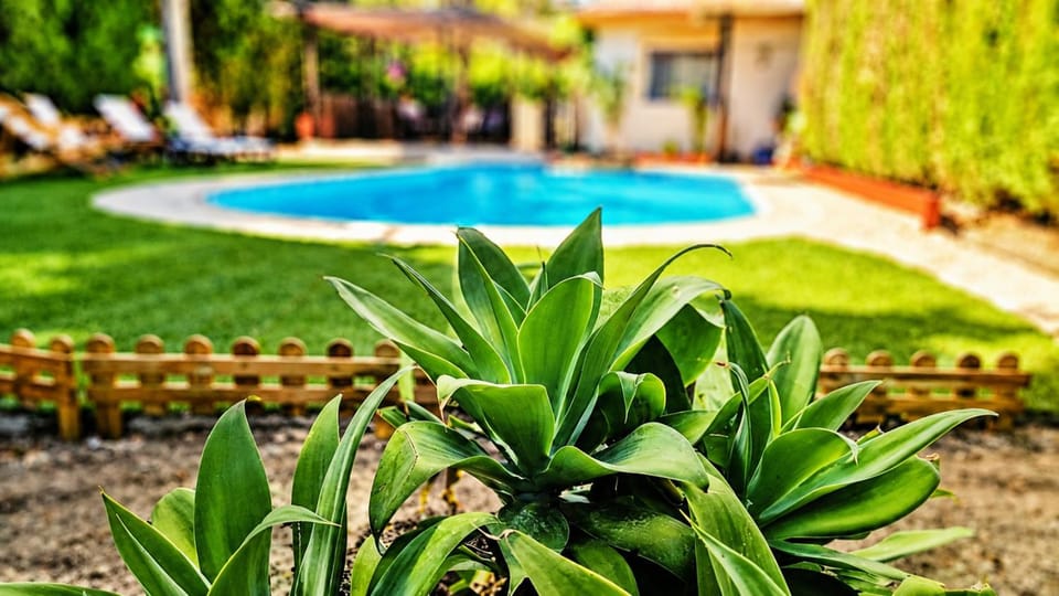 Day, Natural landscape, Garden, Garden view, Pool view, Swimming pool, sunbed