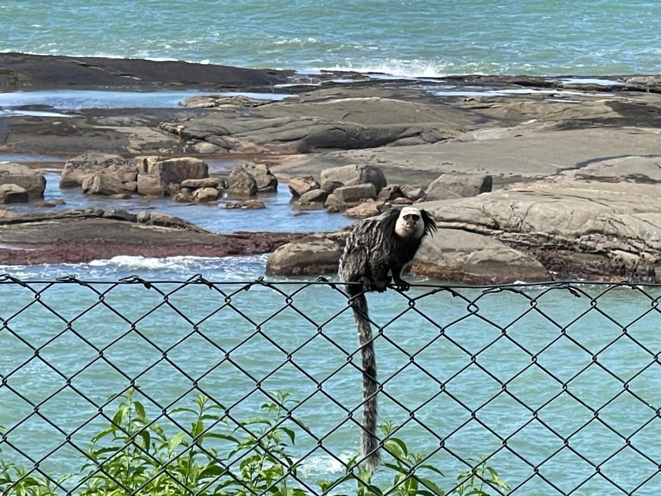 Natural landscape, Animals, Sea view