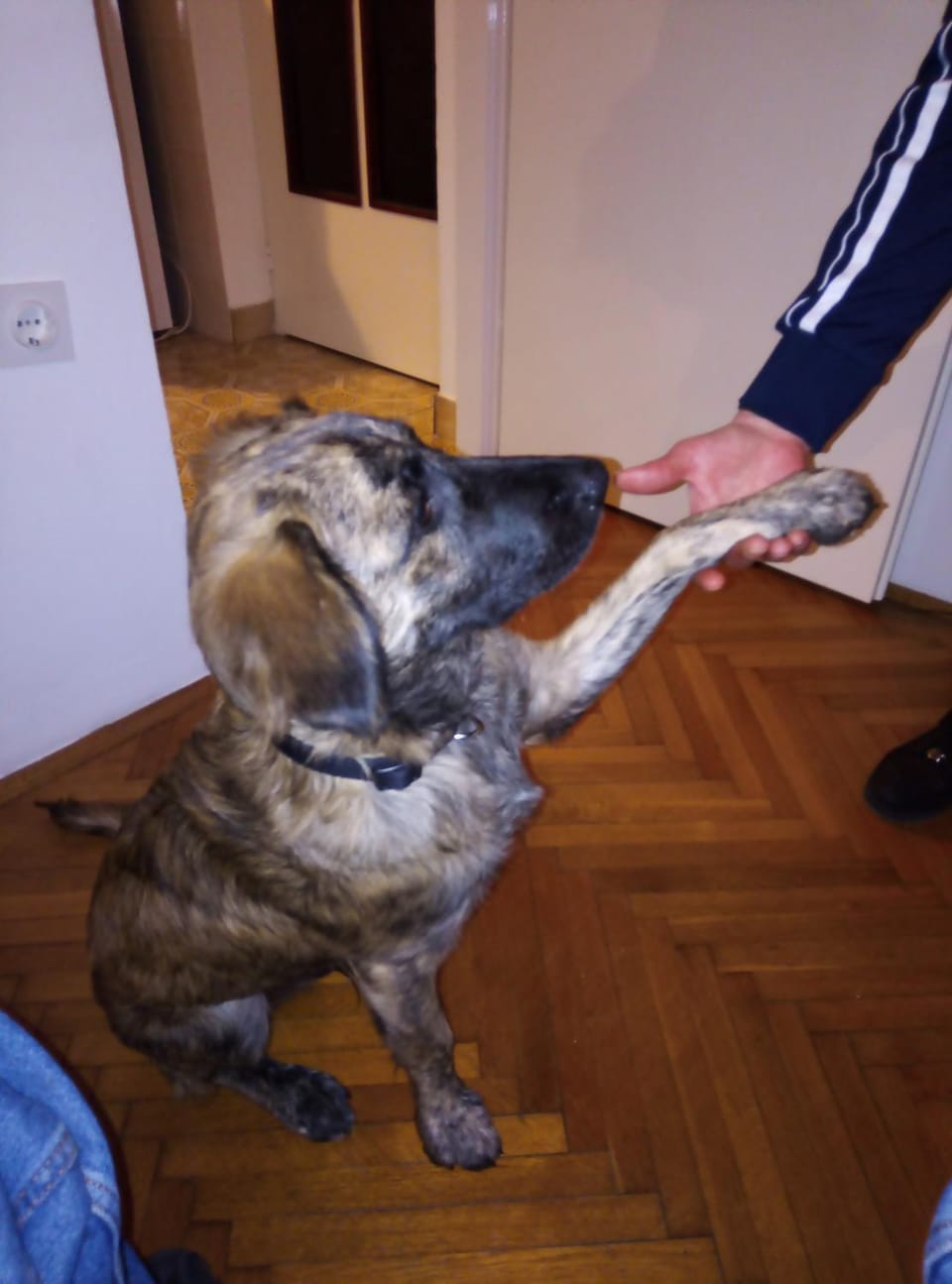 Pets