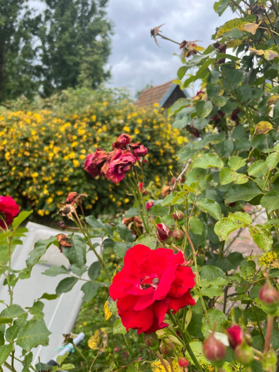 Garden, Garden view