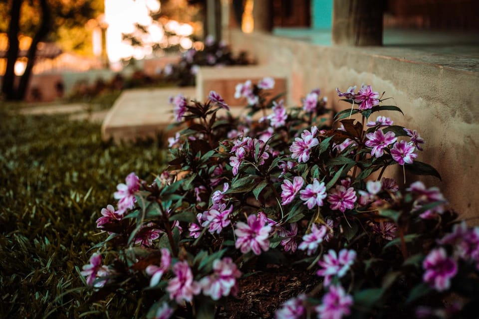Garden, Garden, Garden view, Garden view