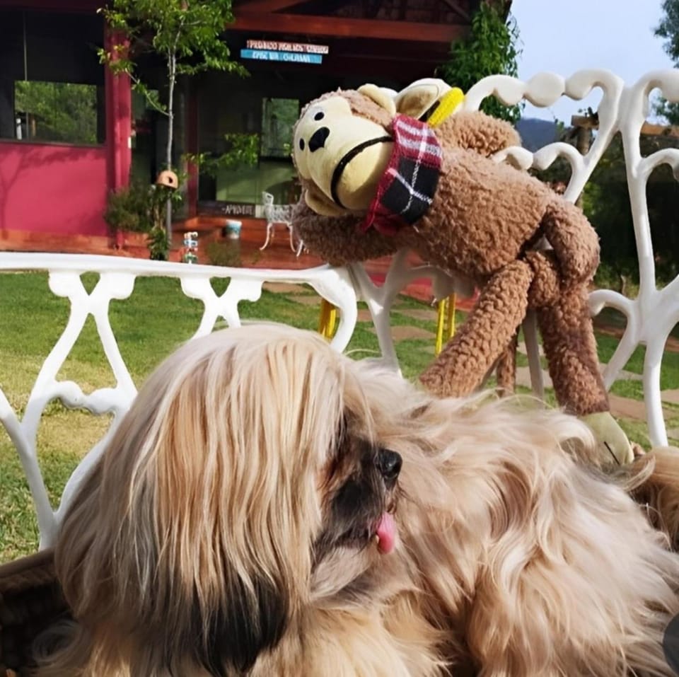 Pets, Pets, pet friendly