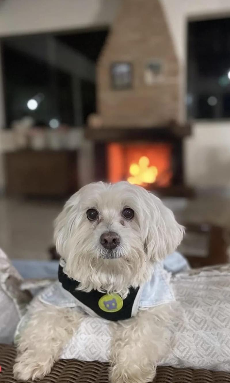 pet friendly