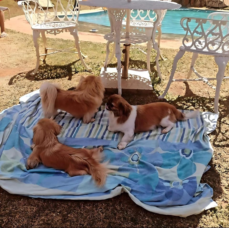 Pets, Pets, pet friendly