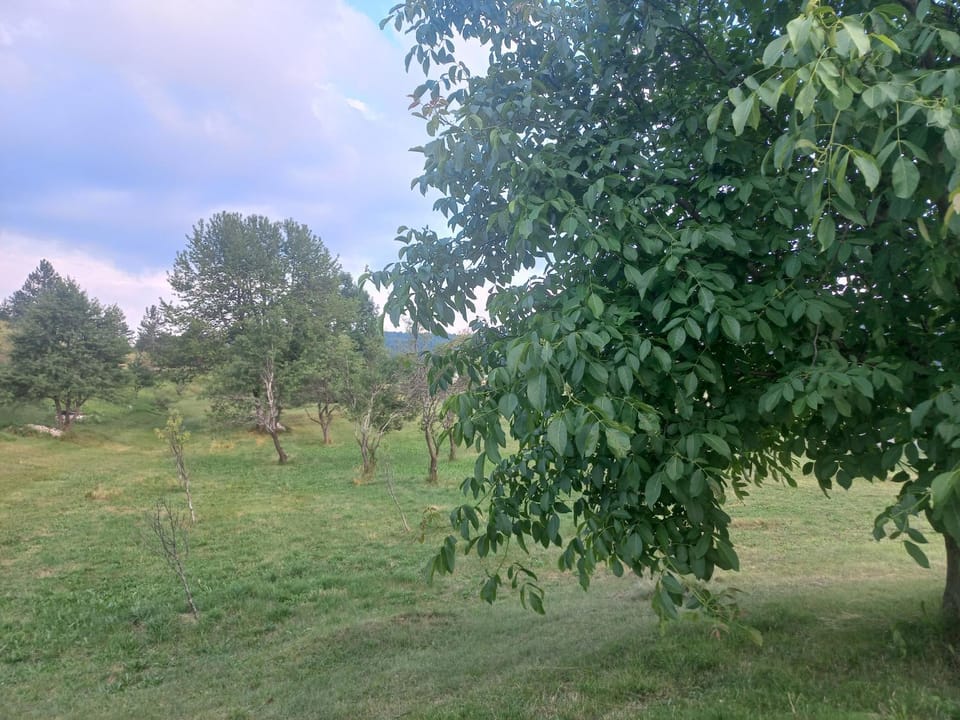 Natural landscape, Garden, Garden view