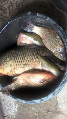 Fishing