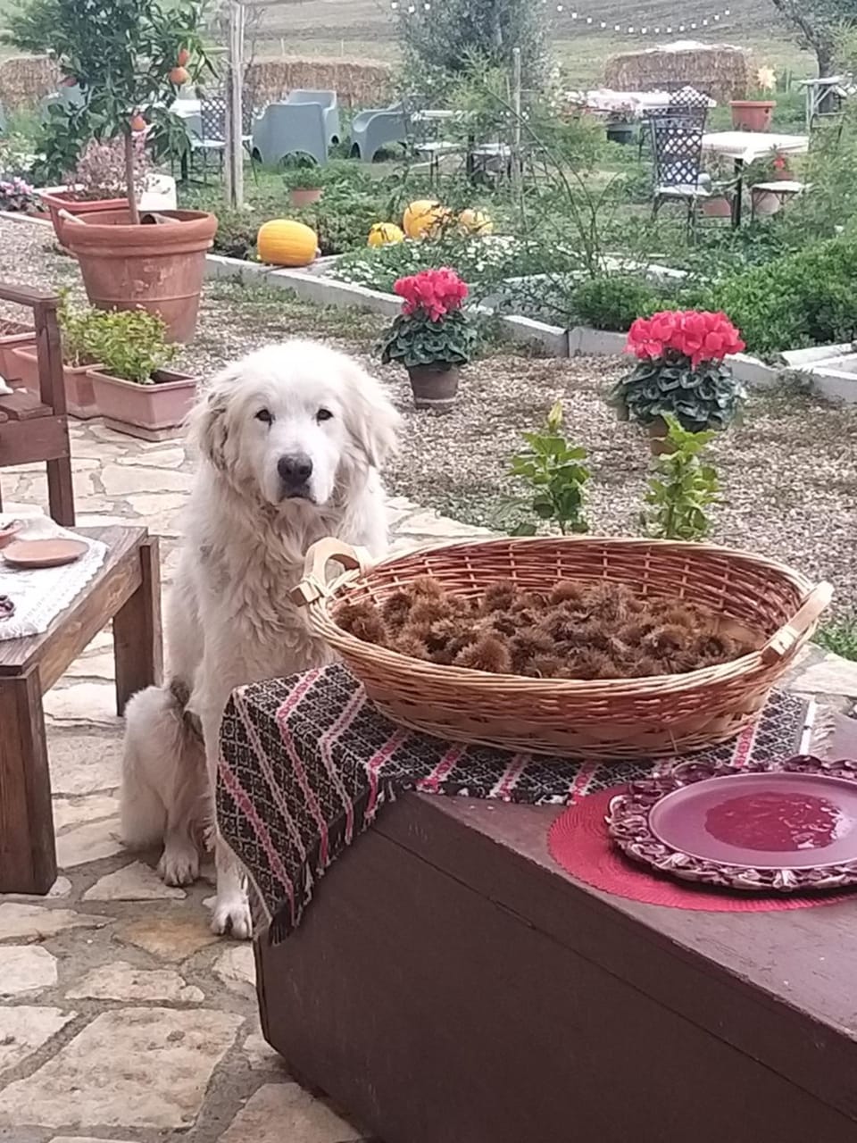 Antica Masseria Il Casone Bed and Breakfast in Province of Foggia