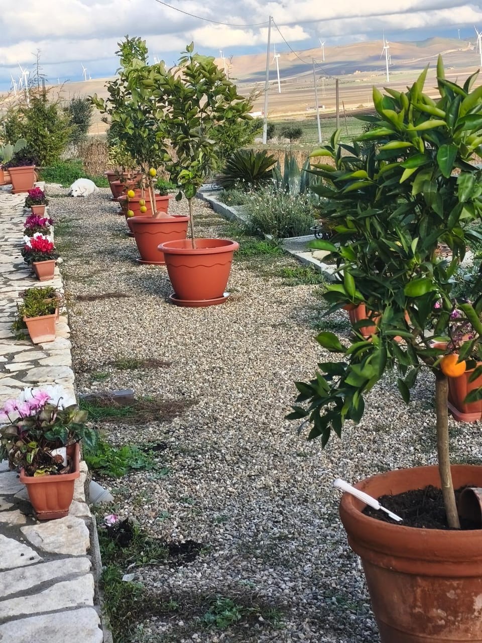 Antica Masseria Il Casone Bed and Breakfast in Province of Foggia