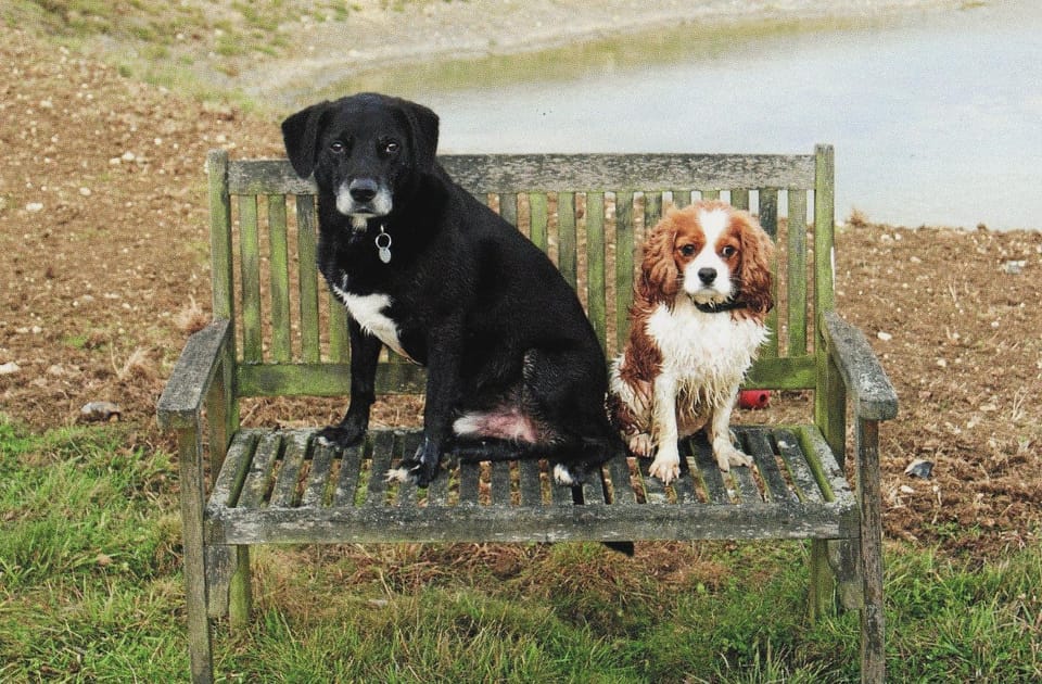 Property building, Pets