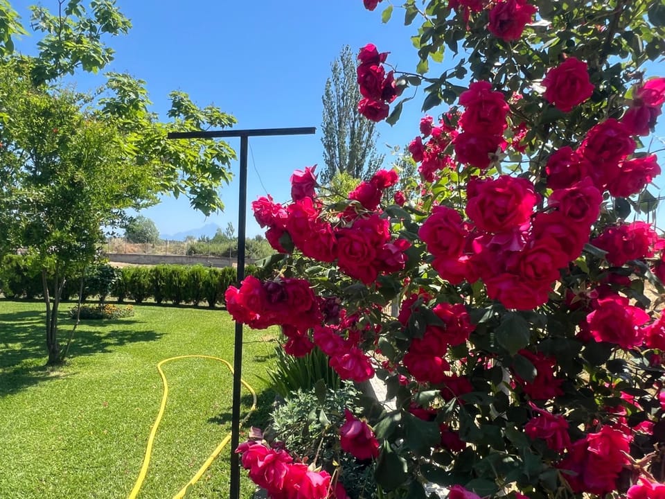 Natural landscape, Garden, Garden view