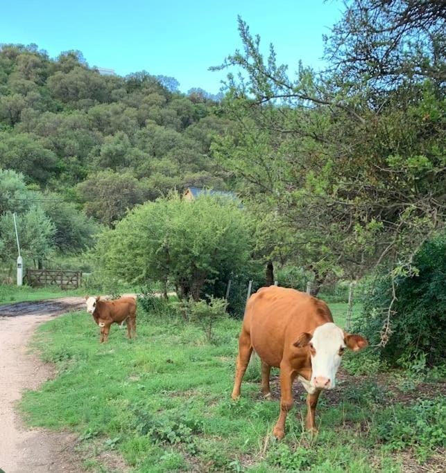 Natural landscape, Animals