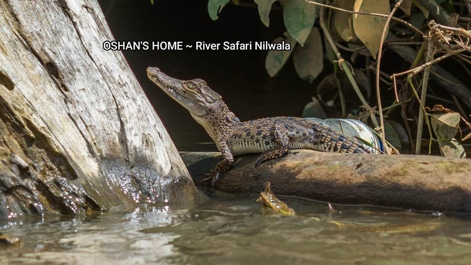Oshans Home - Guest House - Polhena Bed and Breakfast in Southern Province