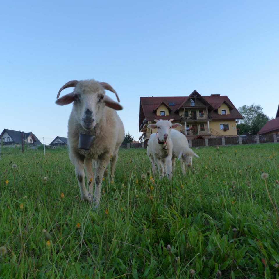 Agroturystyka Pod Zamczyskiem Farm Stay in Lesser Poland Voivodeship