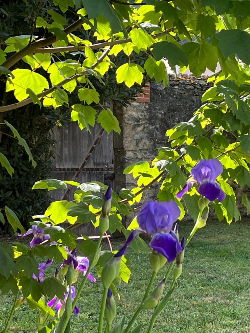 Garden view