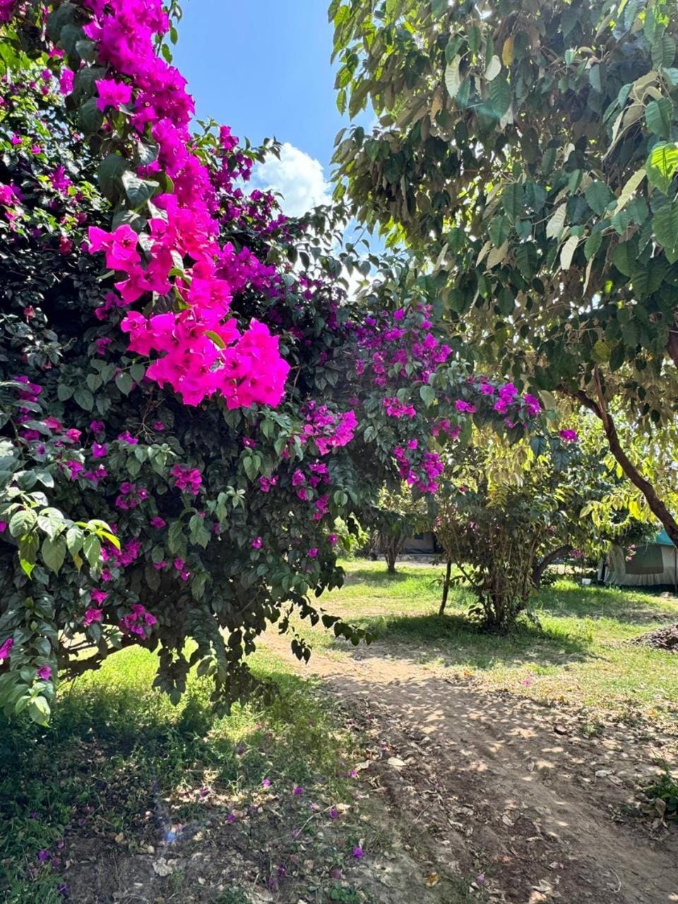 Day, Natural landscape, Garden, Garden view