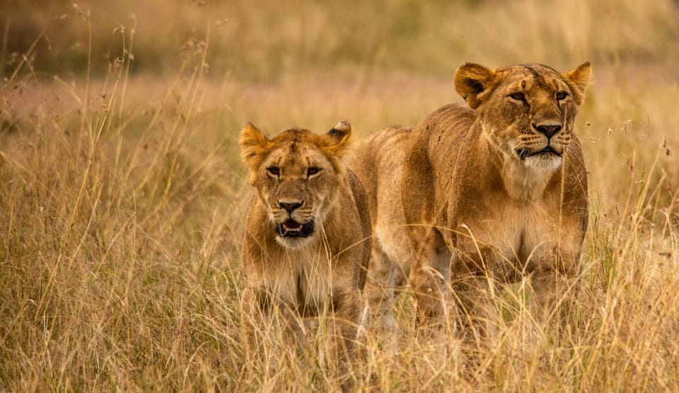 Animals