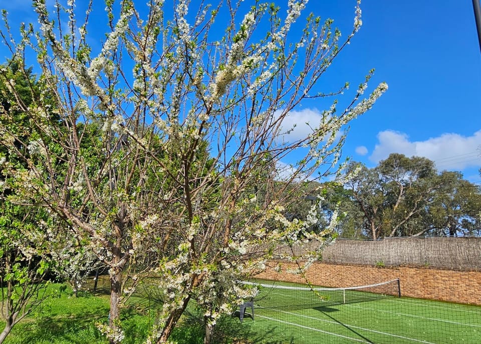 Spring, Garden, Tennis court
