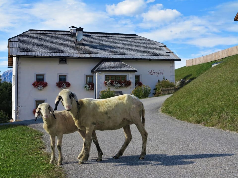 Property building, Animals