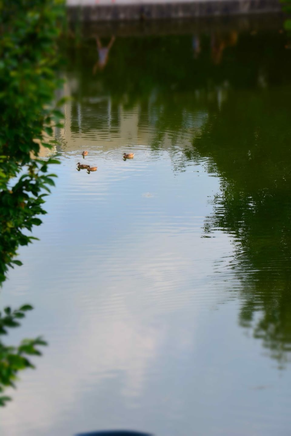 Lake view