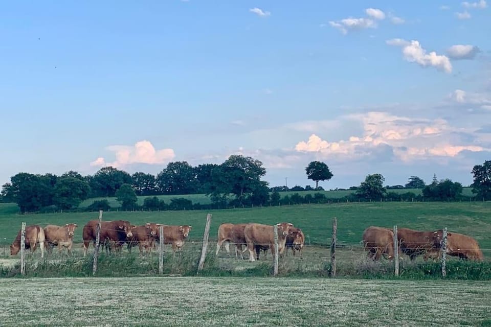 Animals