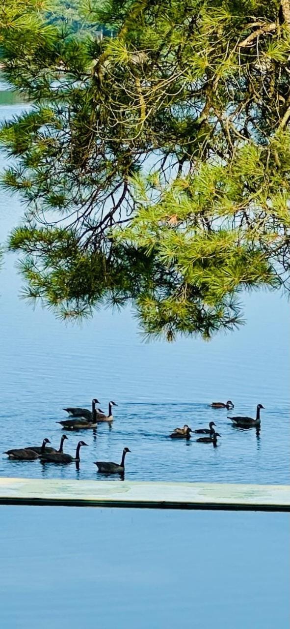 Natural landscape, View (from property/room), Animals, Lake view