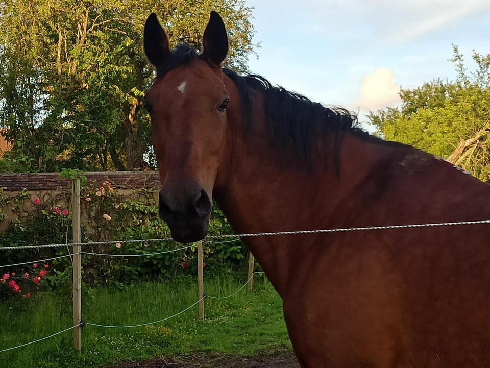 Horse-riding