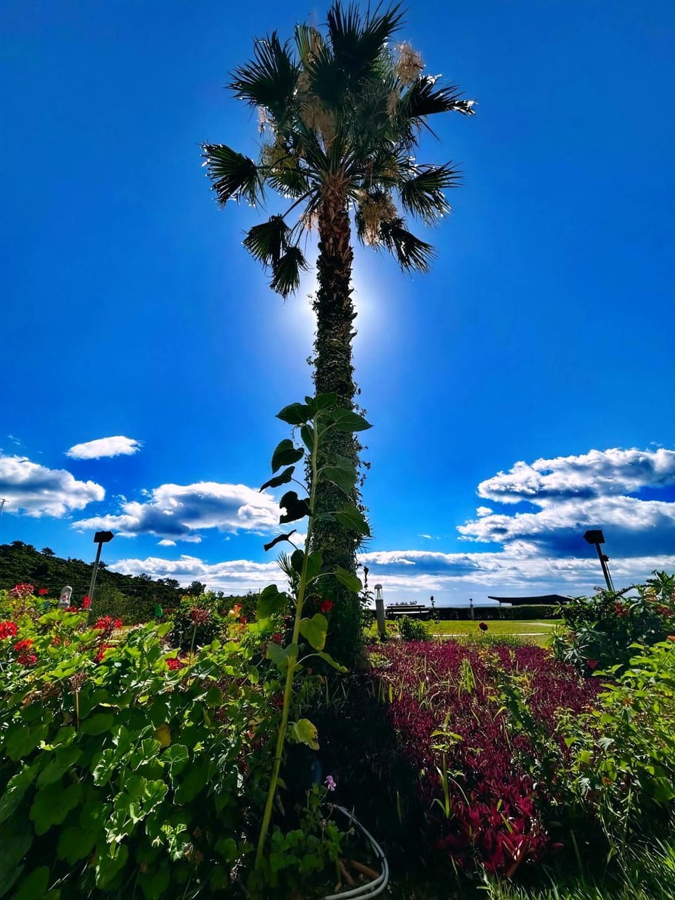 Spring, Day, Natural landscape, Garden
